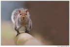 The last squirrel