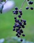 macro di alcune bacche