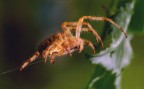 macro di ragno sul filo
