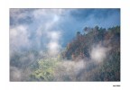 Nebbia e sole avvolgono il bosco.