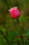 ... rosa nel verde