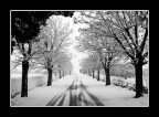 ...IL VIALE...
