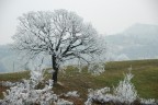 dopo settimane a 0 anche gli alberi hanno freddo !!