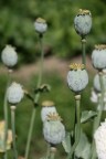 piante di oppio allo stato naturale