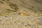 marmotta