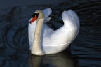 Cigno