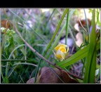 Fleur