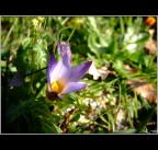 Fleur