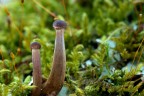 macro_1
