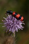 Trichodes alvearius
