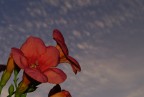 1/90, f/16, ISO 200, flash. Pentax K20D