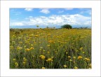 elicrisum.....