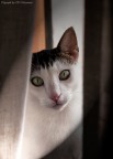 Il mio micio ripreso  all'interno del suo "nascondiglio",ovvero  un piccolo mobile situato nei pressi di una  finestra oscurata da una tenda.