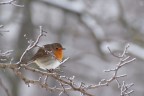 Nello spettrale paesaggio innevato , un tocco di rosso.....