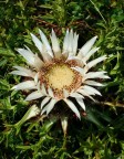 Fiore Alpino