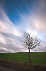 albero