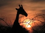 Sud-Africa