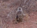 Kenia