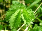 Gotas de rocio