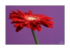 rosso sul viola