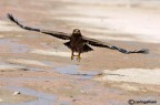 Al decollo (aquila delle steppe)