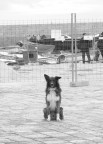Mentre faccio rientro a casa dopo aver fatto qualche foto in giro per Gallipoli, ecco un incontro inaspettato... non avevo neanche il tele montato, per...