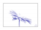 soft blue hk