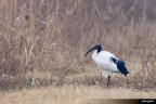 Ibis sacro