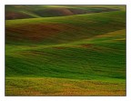 ...ONDE VERDI...