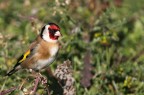 CARDELLINO