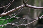 Inverno