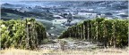La zona del Barolo, con le sue colline ricoperte totalmente di vigne,  uno spettacolo per gli occhi, e successivamente per il palato. Ma non sempre, fotograficamente, gli si rende giustizia.