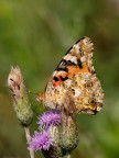 Vanessa del cardo Vanessa del cardo