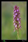 Barlia Robertiana....le ultime