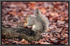 Scoiattolo # 13 Scoiattolo # 13