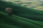 Alberello