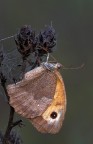 Maniola jurtina