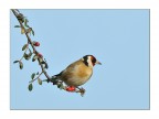 Cardellino