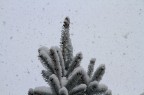 Neve a Roma