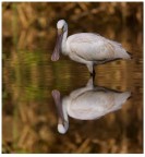 Riflessi