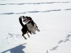 Briscola contro la neve!