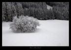 albero solitario