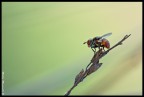 Prospettiva per volare