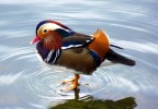 fz 38-f 4,4-1/160-iso 100-foc.eq. 490mm-mano libera