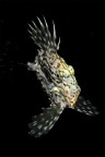 Un pesce San pietro fotografato in immersione notturna a Otranto.
Alcune volte si concede con grazia ed eleganza, altre diventa schivo e diffidente.
Questa volta mi  andata bene.

Nikon D200
Micro Nikkor 60mm f/2,8
T:1/250  f/16
Iso 200
profondit 16 metri.

Giuseppe