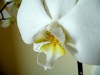 orchidea