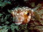 Pesce Istrice