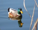 fz 38-f 5,6-1/800-foc.eq.490mm-iso 100-mano libera