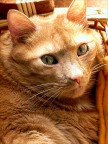 ...questo  Ringo, il mio meraviglioso gattone rosso...