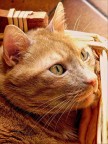 questo  Ringo il mio meraviglioso gattone rosso